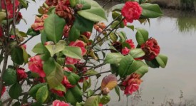 阿森纳边锋马杜埃凯重伤，阿森纳面临进攻调整与挑战